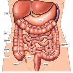 Intestine diagram