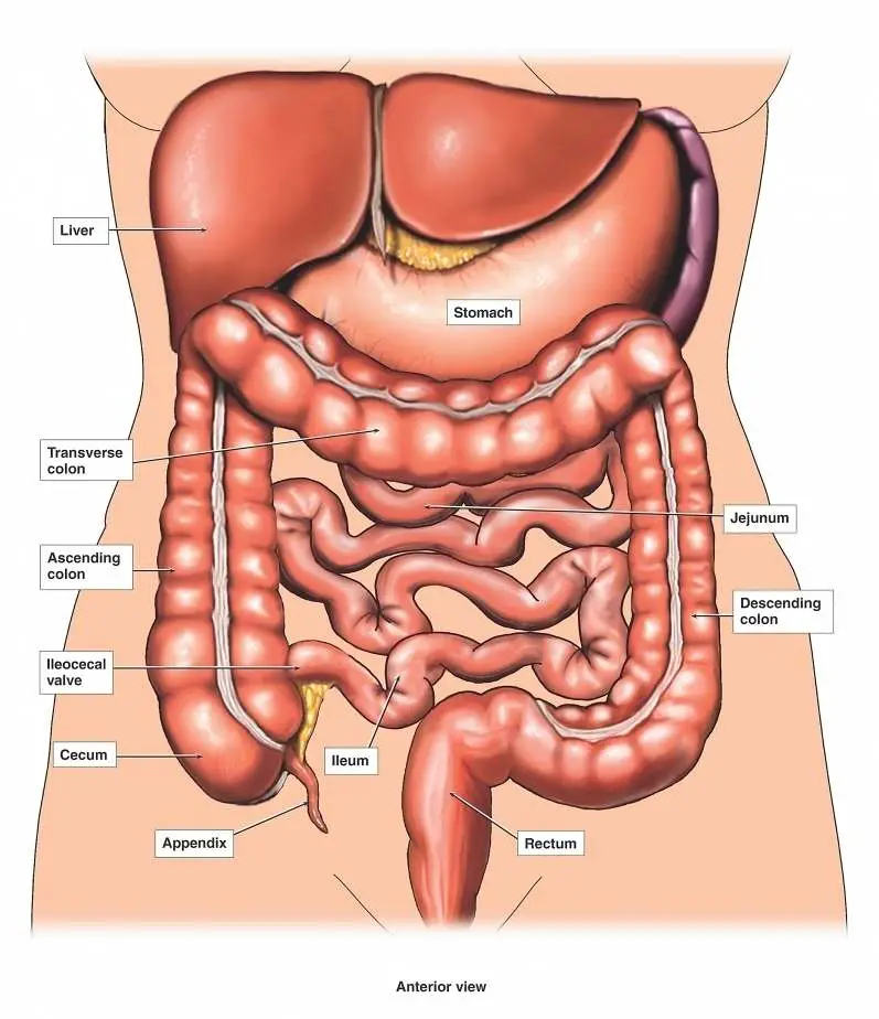 Intestine diagram