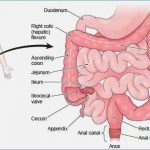 Intestines diagram