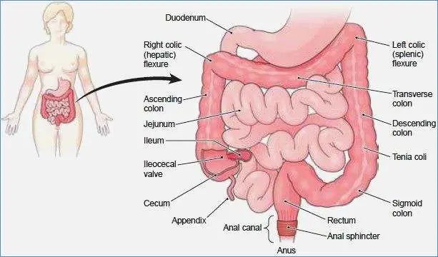Intestines diagram