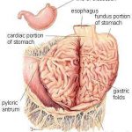 Intestines diagram