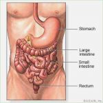 Intestines diagram