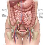 Intestines diagram