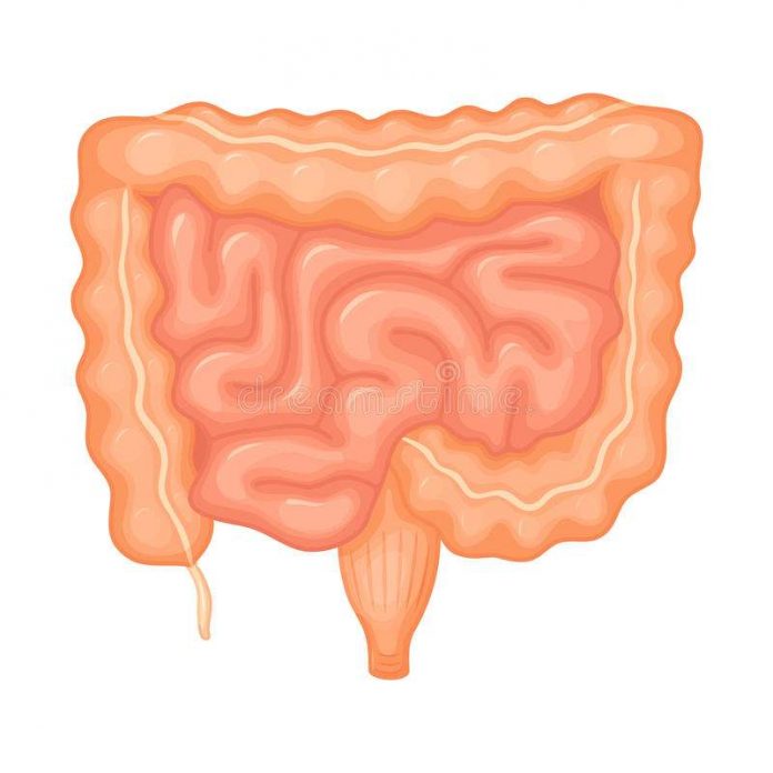 Intestines diagram