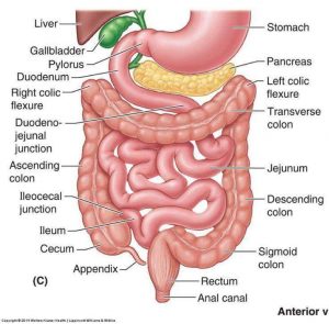 Intestines diagram