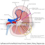 Kidney diagram simple