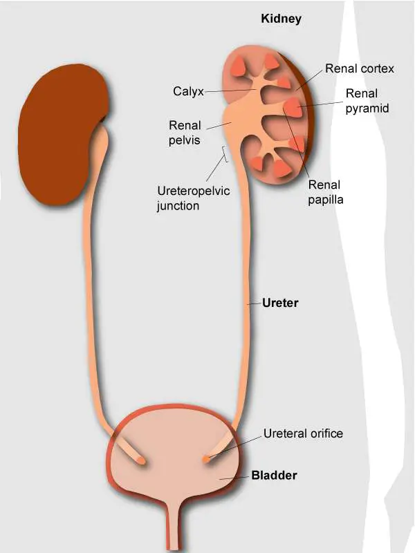 Kidney diagram simple