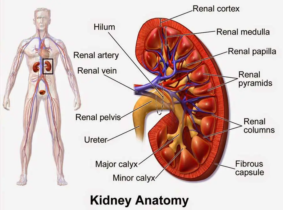 Kidney diagram simple