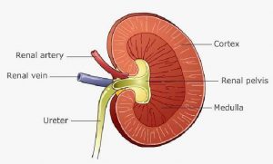 Kidney diagram simple