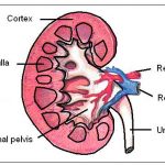 Kidney diagram simple