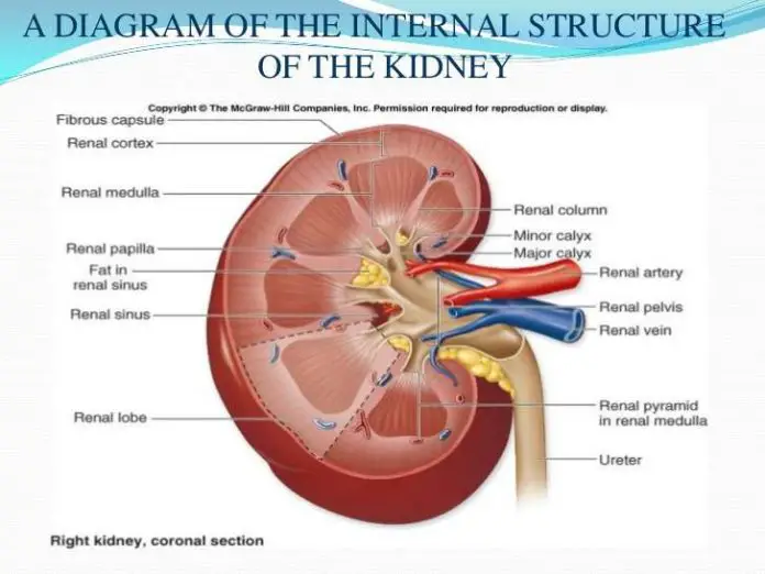 Kidney diagram simple