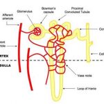Kidney nephron diagram