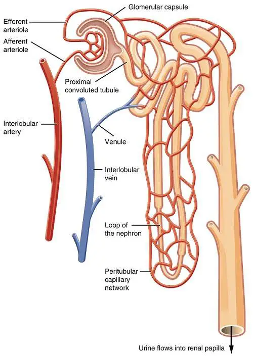 Kidney nephron diagram