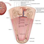 Kidney nephron diagram