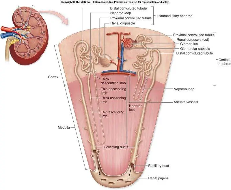 Kidney nephron diagram