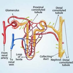 Kidney nephron diagram