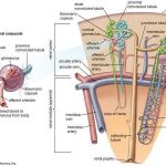Kidney nephron diagram