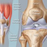 Knee diagram