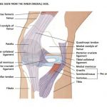 Knee diagram
