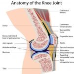 Knee diagram