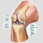 Knee diagram
