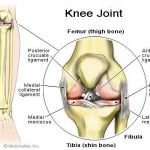 Knee diagram