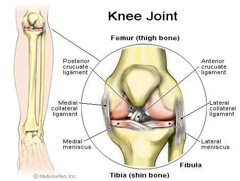 Knee diagram