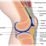 Knee diagram