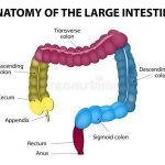 Large intestine diagram