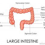Large intestine diagram