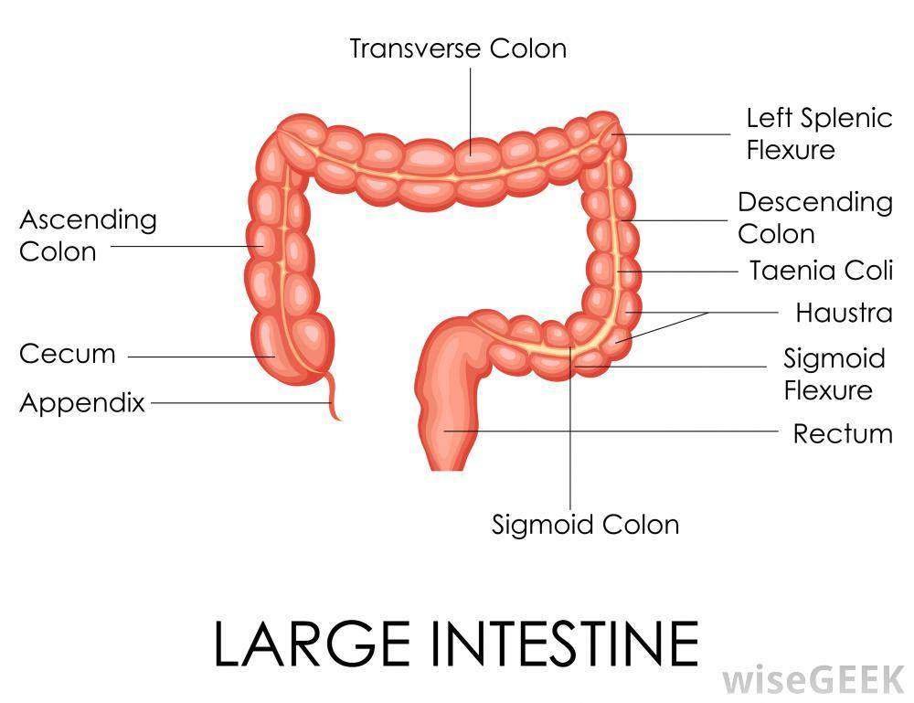 Large intestine diagram