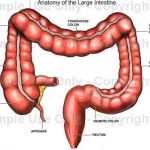 Large intestine diagram