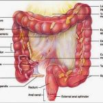 Large intestine diagram