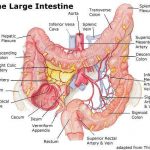 Large intestine diagram