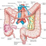 Large intestine diagram