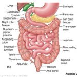 Large intestine diagram