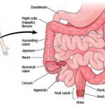 Large intestine diagram