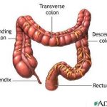 Large intestine diagram