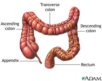 Large intestine diagram