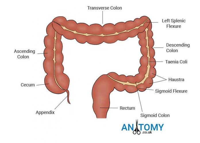 Large Intestine Diagram