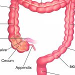 Large intestine diagram