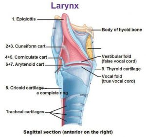 Larynx diagram