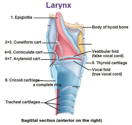 35 Diagram Of The Larynx