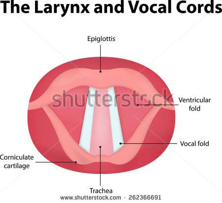 Larynx diagram