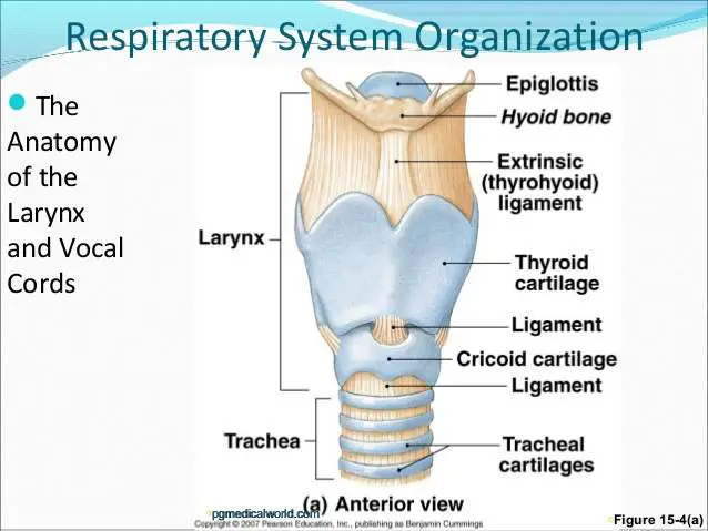 Larynx diagram | Healthiack