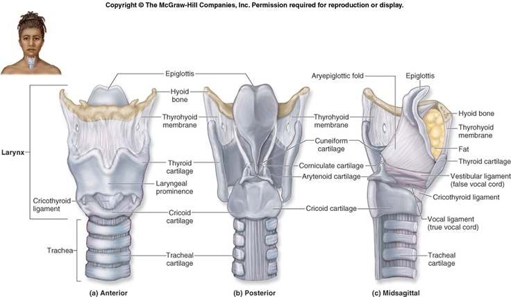 Larynx diagram