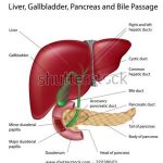 Liver diagram