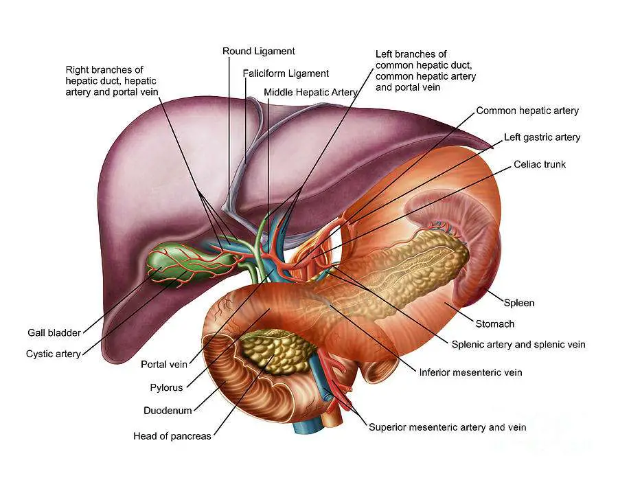 Liver diagram