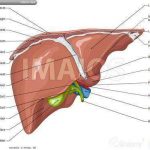 Liver diagram