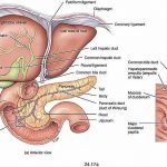 Liver diagram
